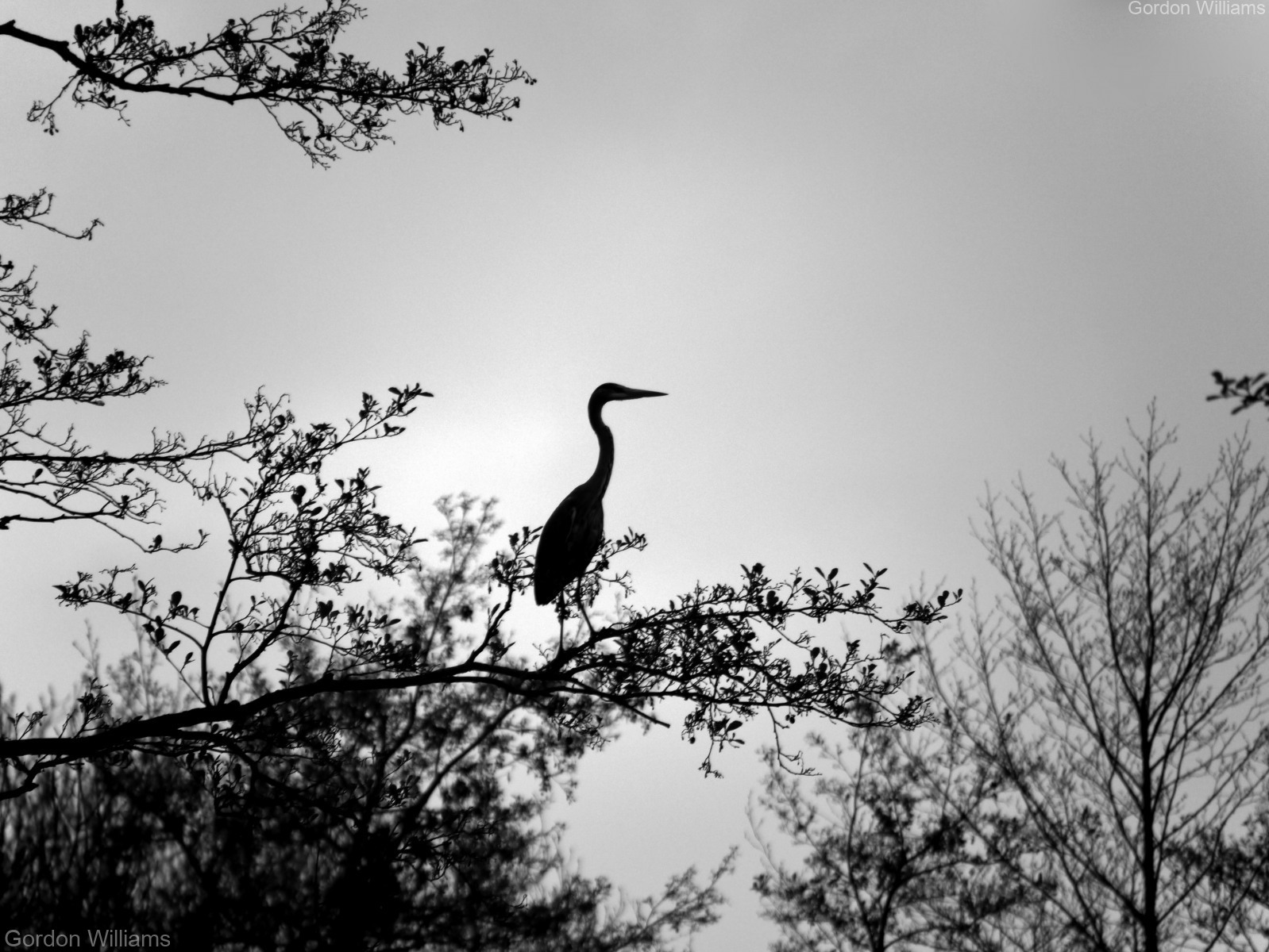 Heron Heron