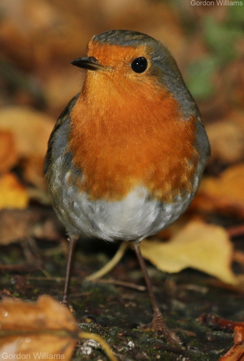 Robin