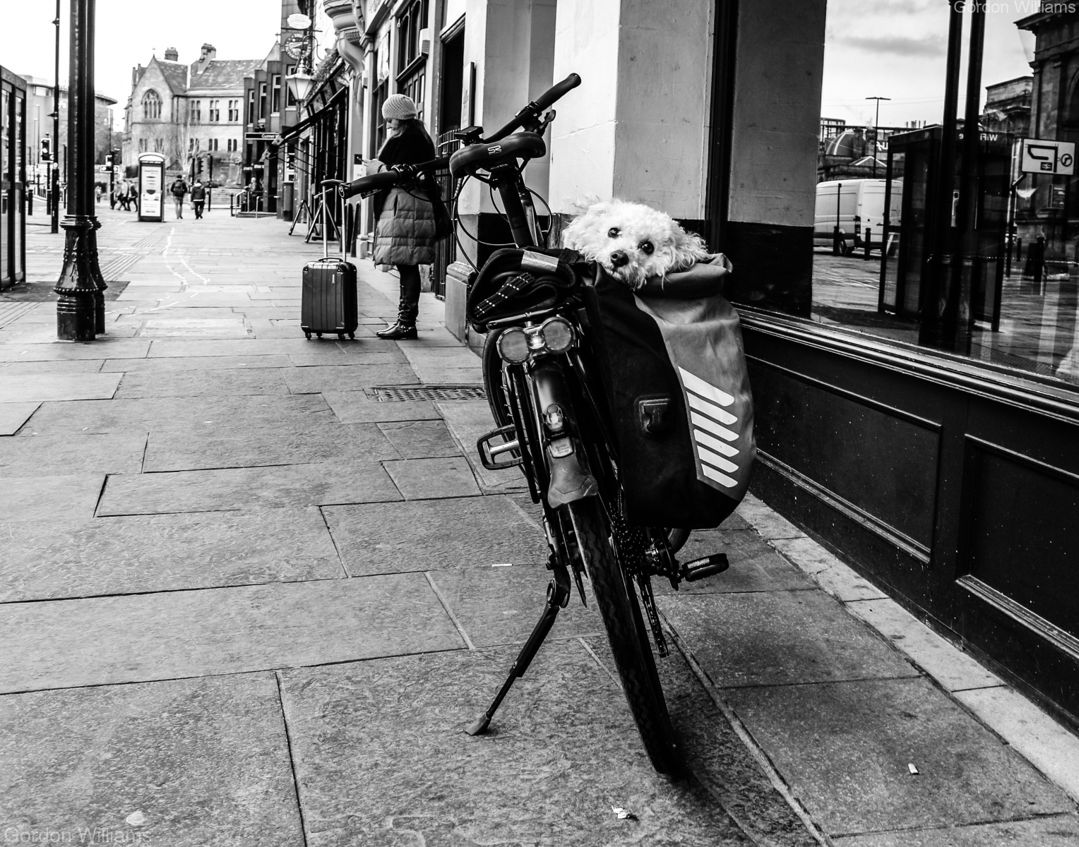 Doggy bag