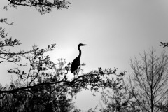 Heron