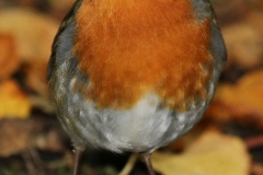 Robin